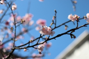 偶也來松山煙廠櫻花照