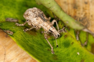 生態隨拍-內溝溪