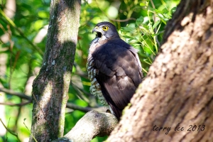 ※※ 植物園鳥拍-P2 ※※