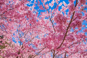 武陵美哉 -祝開工順心