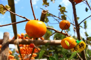 新埔柿餅節開始囉(第一次拿起單眼)