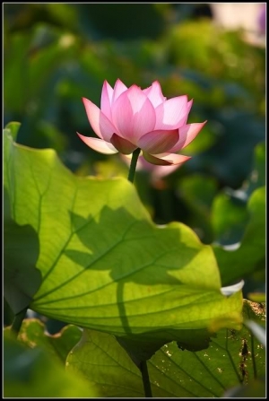 2009 夏荷