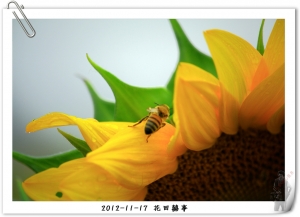 彩虹橋頭花田囍事