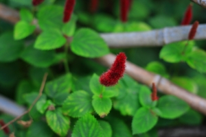 50mm f1.8 試拍花花花~