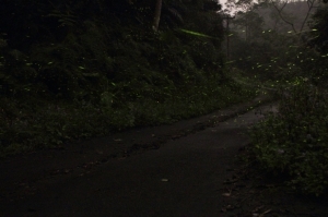 不成功的螢火蟲照