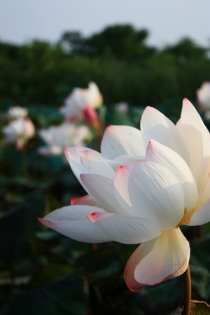 [450D]test