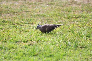 普鳥中的普鳥