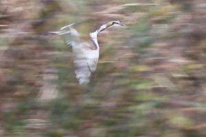 稀有留鳥~~凌波仙子