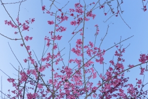 新手第二發之花草集