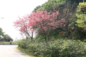 新北市樹林區大同山－櫻花林