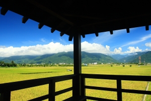 台東池上金黃稻田