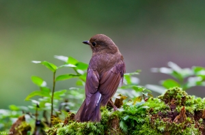 溪頭的鳥-白尾鴝