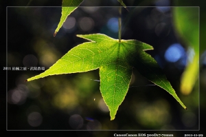 楓紅片片-武陵農場 & 福壽山農場