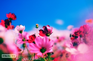 新社花海行‧幸福99好心情