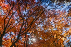 福壽山「楓」情萬種