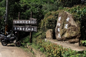 頭屋 夢幻桐花步道