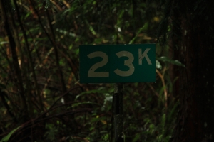 大雪山探路記1<藍腹鷴>