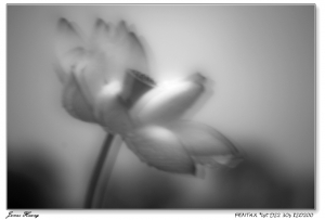 墨香雨荷。20090604台大農改場