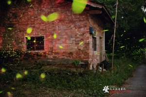 南投魚池鄉 螢光夜語蓮華池