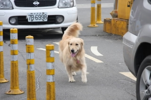 活潑的黃金