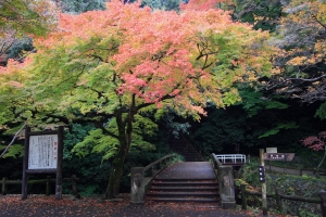 京都紅葉~~