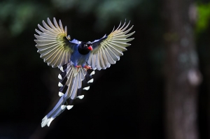 莎拉之藍鵲初體驗