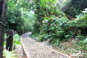 彰化福田社區賞桐隨拍