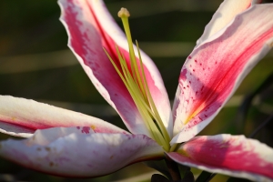 補貼向陽農場~百合花