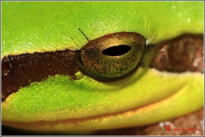 台中Wang~~幾隻昆蟲幾朵花..兩滴水