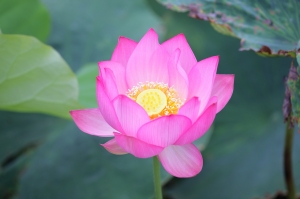 應景的夏荷~~