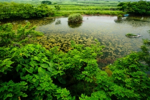 關渡自然公園