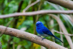 終於拍到了--黑枕藍鶲家族