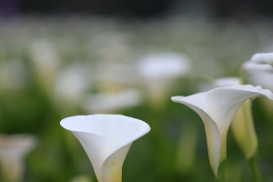 135L 新鏡試拍海芋