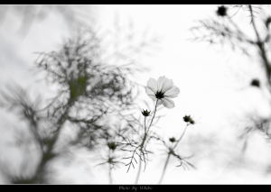 花花世界