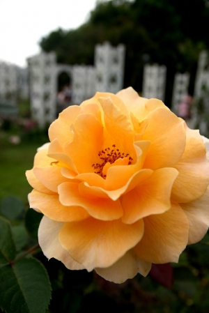 士林官邸花朵隨拍