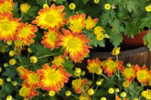 菊