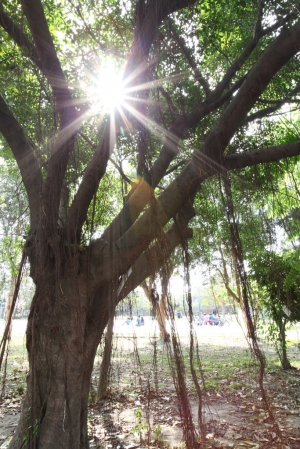 高雄市岡山區《壽天國小》
