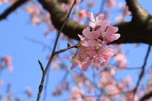 陽明山花季(櫻花篇)