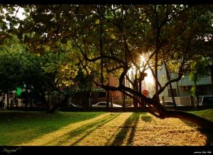 美麗的夕陽餘暉