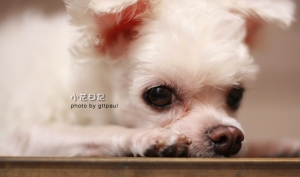 愛犬-小花日記 SIGMA 50mm F1.4 EX DG