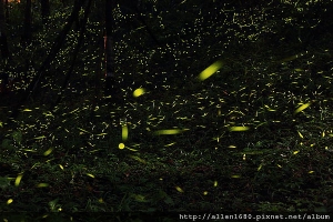 ~~螢火蟲饗宴~~
