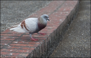 鴿子  在地面上的鴿子    = =