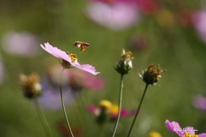 。波斯菊的蜂采。
