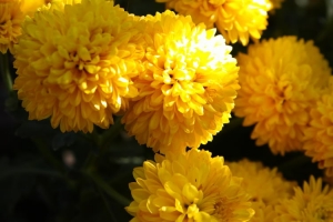 ☆南投之旅☆ 20 pic