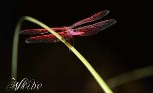 0813生態微距-蜻蜓篇