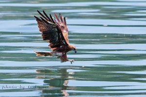 仲夏鷹揚- 1DX 初體驗
