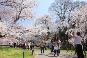 日本、古都春之巡禮(預告篇)