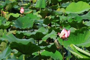 2011-06-06午後的植物園雜拍