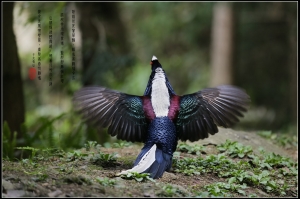 雄風再現@毒魔兔