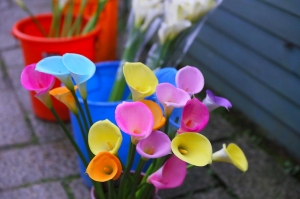 [6D]天陰陰~竹子湖...